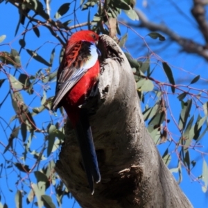 Platycercus elegans at Pialligo, ACT - 14 Sep 2021