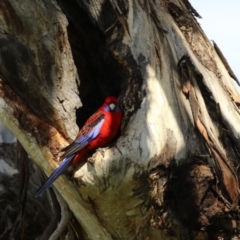 Platycercus elegans at Pialligo, ACT - 14 Sep 2021