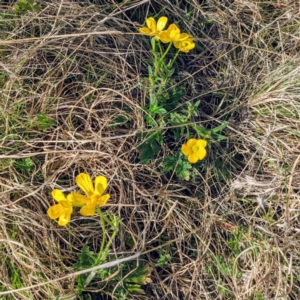 Ranunculus lappaceus at Kambah, ACT - suppressed