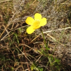 Ranunculus lappaceus at Kambah, ACT - suppressed