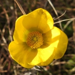 Ranunculus lappaceus at Kambah, ACT - suppressed