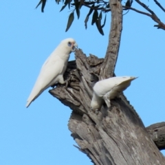 Cacatua sanguinea at Majura, ACT - 14 Sep 2021