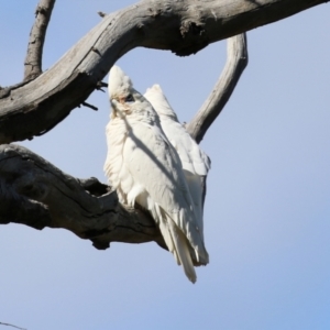 Cacatua sanguinea at Majura, ACT - 14 Sep 2021