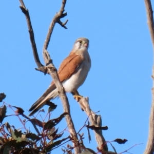 Falco cenchroides at Majura, ACT - 14 Sep 2021 03:11 PM