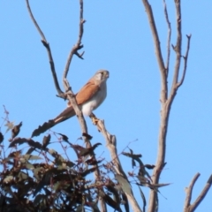 Falco cenchroides at Majura, ACT - 14 Sep 2021