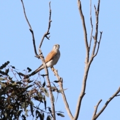 Falco cenchroides at Majura, ACT - 14 Sep 2021 03:11 PM