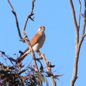 Falco cenchroides at Majura, ACT - 14 Sep 2021