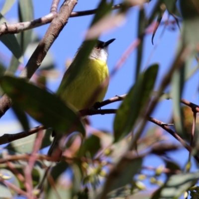 Gerygone olivacea (White-throated Gerygone) at Majura, ACT - 14 Sep 2021 by RodDeb