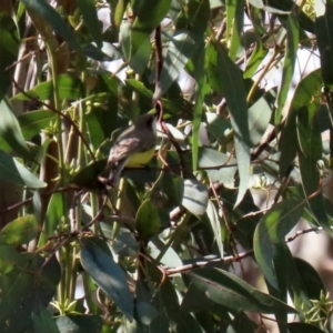 Gerygone olivacea at Majura, ACT - 14 Sep 2021