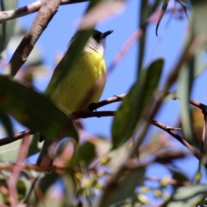 Gerygone olivacea at Majura, ACT - 14 Sep 2021