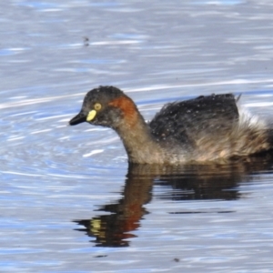 Tachybaptus novaehollandiae at Kambah, ACT - 15 Sep 2021