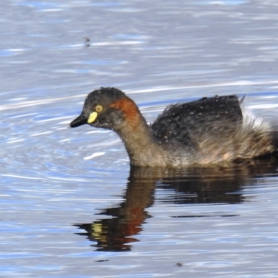 Tachybaptus novaehollandiae (Australasian Grebe) at Kambah, ACT - 15 Sep 2021 by HelenCross