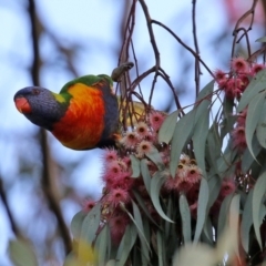 Trichoglossus moluccanus (Rainbow Lorikeet) at Majura, ACT - 14 Sep 2021 by RodDeb