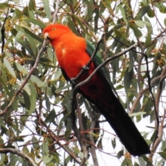 Alisterus scapularis (Australian King-Parrot) at Kambah, ACT - 15 Sep 2021 by HelenCross