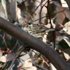 Pyrrholaemus sagittatus (Speckled Warbler) at Mount Ainslie - 14 Sep 2021 by RodDeb