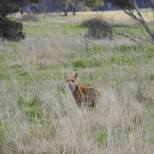 Vulpes vulpes at Kambah, ACT - suppressed