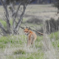 Vulpes vulpes at Kambah, ACT - suppressed