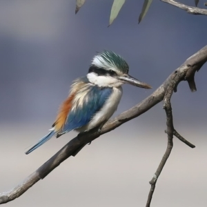 Todiramphus pyrrhopygius at Majura, ACT - 14 Sep 2021