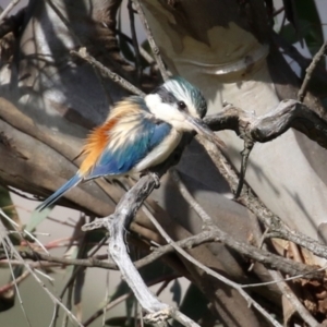 Todiramphus pyrrhopygius at Majura, ACT - 14 Sep 2021