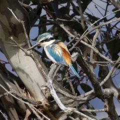 Todiramphus pyrrhopygius at Majura, ACT - 14 Sep 2021