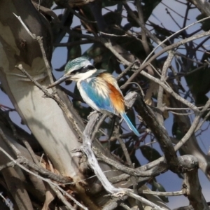 Todiramphus pyrrhopygius at Majura, ACT - 14 Sep 2021