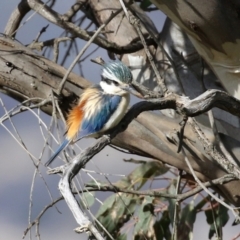 Todiramphus pyrrhopygius at Majura, ACT - 14 Sep 2021 03:04 PM