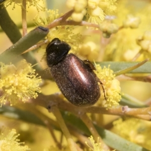 Heteronyx dimidiatus at Scullin, ACT - 14 Sep 2021