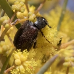 Heteronyx dimidiatus at Scullin, ACT - 14 Sep 2021