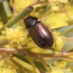 Heteronyx dimidiatus at Scullin, ACT - 14 Sep 2021