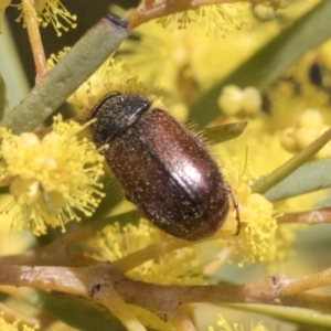 Heteronyx dimidiatus at Scullin, ACT - 14 Sep 2021