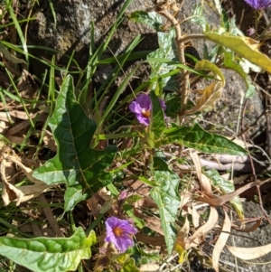 Solanum cinereum at Kambah, ACT - 15 Sep 2021 02:57 PM