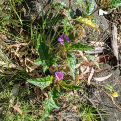 Solanum cinereum at Kambah, ACT - 15 Sep 2021 02:57 PM