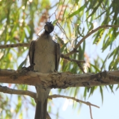 Philemon corniculatus (Noisy Friarbird) at Cranbrook, QLD - 3 Dec 2019 by TerryS