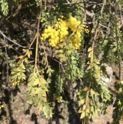 Acacia vestita (Hairy Wattle) at Tuggeranong Hill - 3 Sep 2021 by ROWLAD