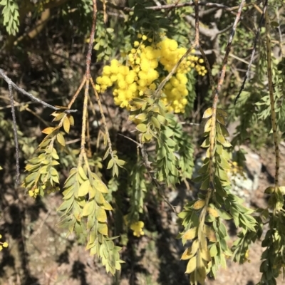 Acacia vestita (Hairy Wattle) at Tuggeranong Hill - 3 Sep 2021 by ROWLAD