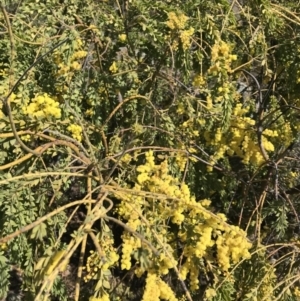 Acacia vestita at Calwell, ACT - 3 Sep 2021 02:05 PM