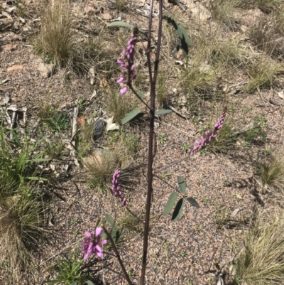 Indigofera australis subsp. australis (Australian Indigo) at Tuggeranong Hill - 11 Sep 2021 by ROWLAD