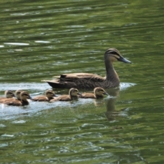 Anas superciliosa (Pacific Black Duck) at Cranbrook, QLD - 9 Jan 2020 by TerryS