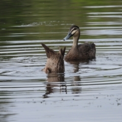 Anas superciliosa (Pacific Black Duck) at Douglas, QLD - 25 Jan 2020 by TerryS