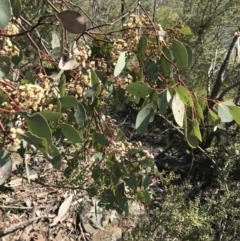 Eucalyptus polyanthemos subsp. polyanthemos (Red Box) at Tuggeranong Hill - 3 Sep 2021 by ROWLAD