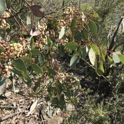Eucalyptus polyanthemos subsp. polyanthemos (Red Box) at Calwell, ACT - 3 Sep 2021 by ROWLAD