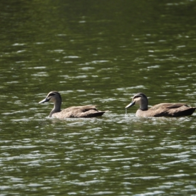 Anas superciliosa (Pacific Black Duck) at Cranbrook, QLD - 8 Nov 2019 by TerryS