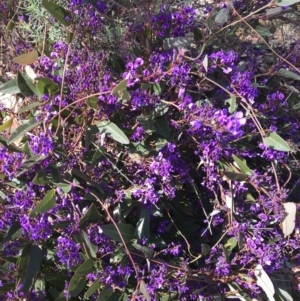 Hardenbergia violacea at Calwell, ACT - 26 Aug 2021 10:55 AM