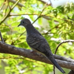 Geopelia placida (Peaceful Dove) at Cranbrook, QLD - 4 Dec 2019 by TerryS