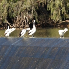 Pelecanus conspicillatus (Australian Pelican) at Cranbrook, QLD - 20 Jul 2019 by TerryS