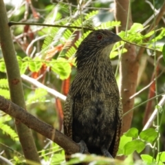 Centropus phasianinus (Pheasant Coucal) at Cranbrook, QLD - 7 Jul 2019 by TerryS