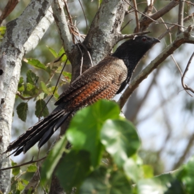 Centropus phasianinus (Pheasant Coucal) at Cranbrook, QLD - 24 Nov 2019 by TerryS