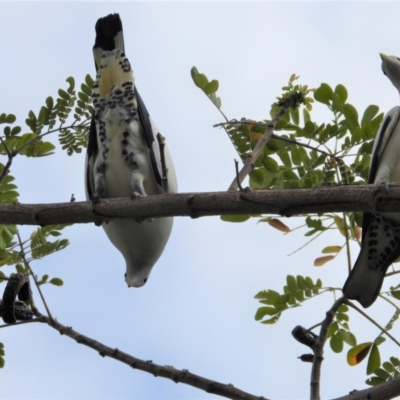 Ducula spilorrhoa (Torresian Imperial-Pigeon) at Cranbrook, QLD - 26 Oct 2019 by TerryS