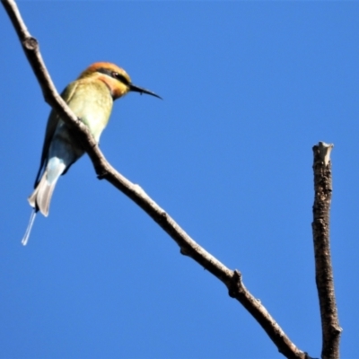 Merops ornatus (Rainbow Bee-eater) at Cranbrook, QLD - 21 Jun 2020 by TerryS