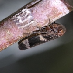 Eurypella tasmaniensis (Eurypella tasmaniensis) at Scullin, ACT - 14 Sep 2021 by AlisonMilton